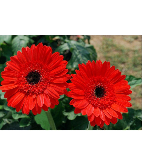 CLASSIC GREEN EARTH - Zinnia Flower ( 30 Seeds )