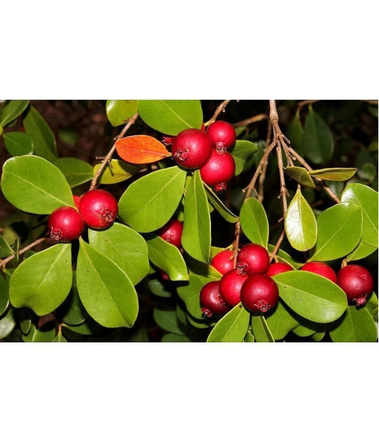 HN organic seed - Guava Fruit ( 100 Seeds )