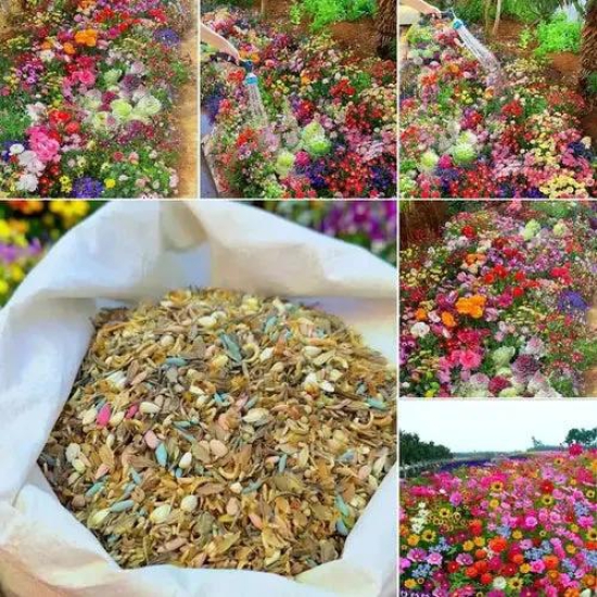 Multiple Variety Of Flower Seeds-Pack of 300 Seeds @ 799?