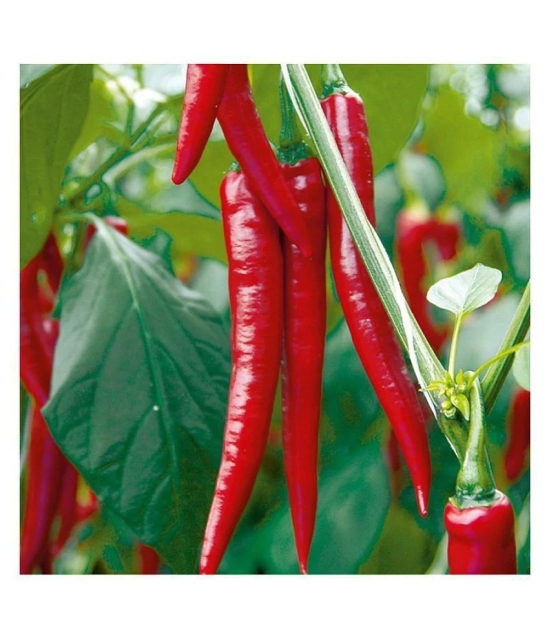 red hot chilli (50 per packet)