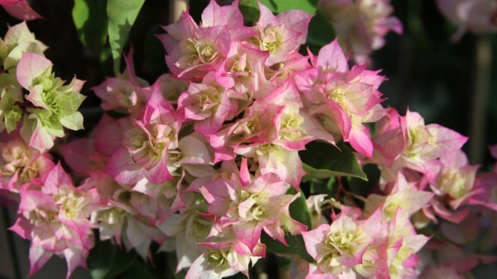 Bougainvillea Flowers Plant For Home Garden