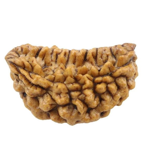 Certified Natural Real 1 Face 1 Mukhi Rudraksha Bead Nepali Loose Chakra Healing Daily Use