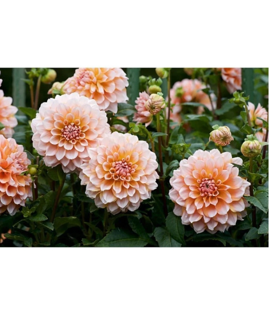 HN organic seed - Dahlia Mixed Flower ( 25 Seeds )