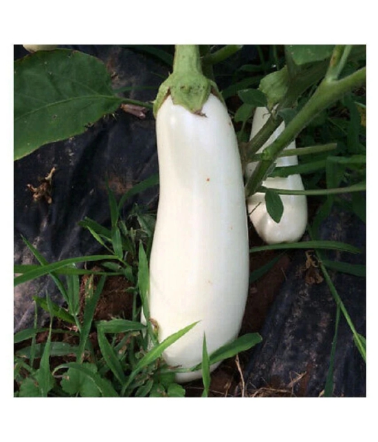 White Long Brinjal (Bengan) Eggplant Hybrid - 50 Seeds