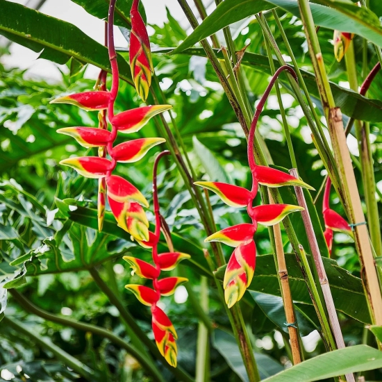 Hybrid Heliconia Rostrata Flowering Plants