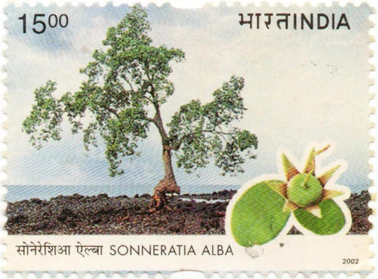 India Sonneratia Alba Used Postage Stamp