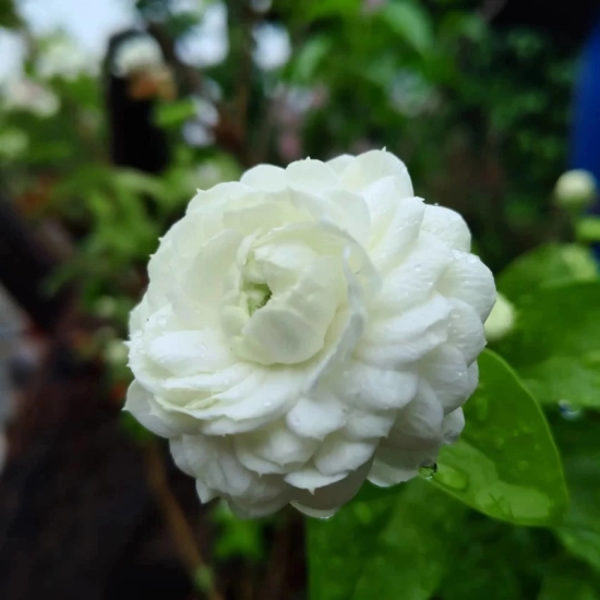 Jasmine Rose Flower -Fragrant Plants