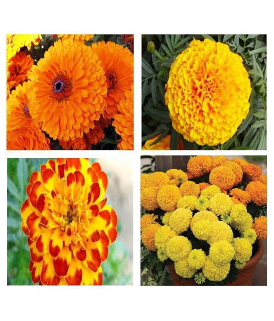 V Square Retail Beautiful Combo offer pack 4 Types Marigold Flower Seeds