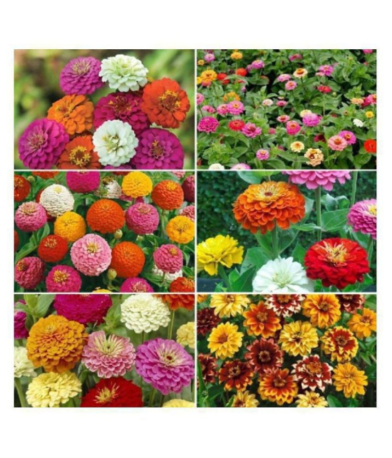 Zinnia Double Mix Flower Seeds (Multicolour, Pack of 25 )