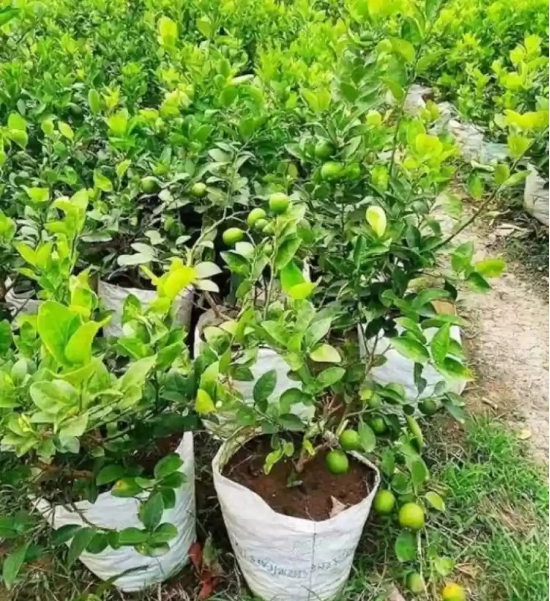 All Time Kagaji Lemon Plant