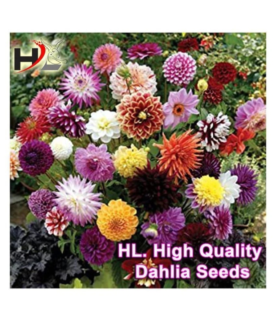 HL. Dahlia Hybrids Mixed Color - Dahlia Flower Seeds