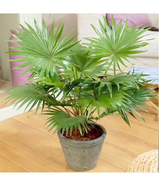 Areca Palm Seeds ( 5 seeds ) - Indoor & Outdoor Plant- Best Household Plant,Garden & Ornamental Plant Seeds