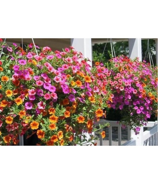 PETUNIA MIX COLOR FLOWER SEED ( PACK OF 50 SEED)