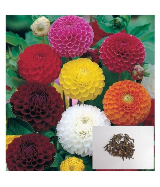 MIX DAHLIA FLOWER 100 SEEDS PACK WITH COCOPEAT AND MANAUL FOR GARDENING USE