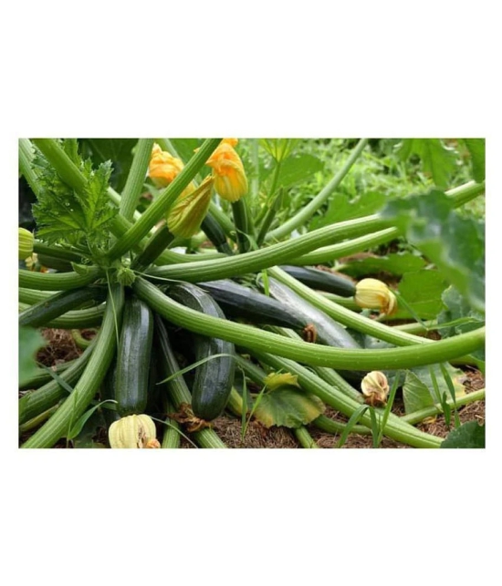 High Yielding F1 Hybrid Green Long Squash ( Zucchini ) Seeds 10