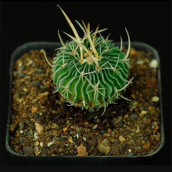 Echinofossulocactus Brain Cactus Seeds