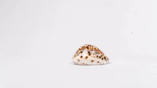 Brown and White Spotted Seashell