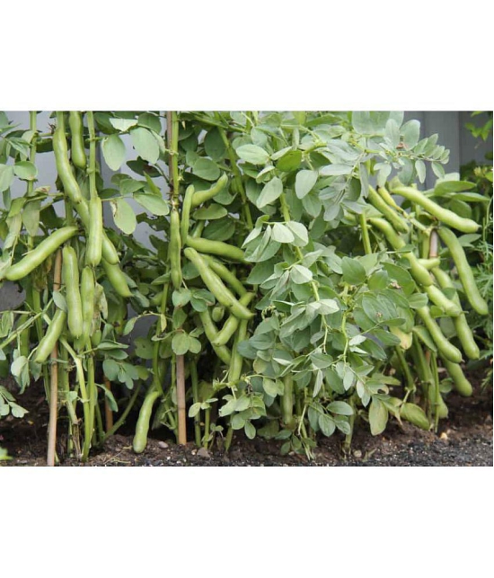 flat lima bean  Sem phali vegetable 25 seeds pack with user manual