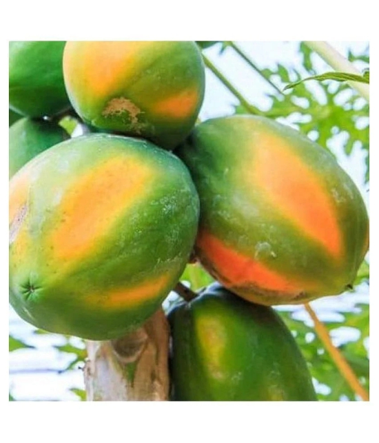 papaya seed - Hybrid quality seed - 50 - HN