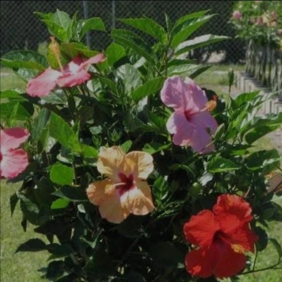 Multi-Grafted Hibiscus Plant(4-6) Colour