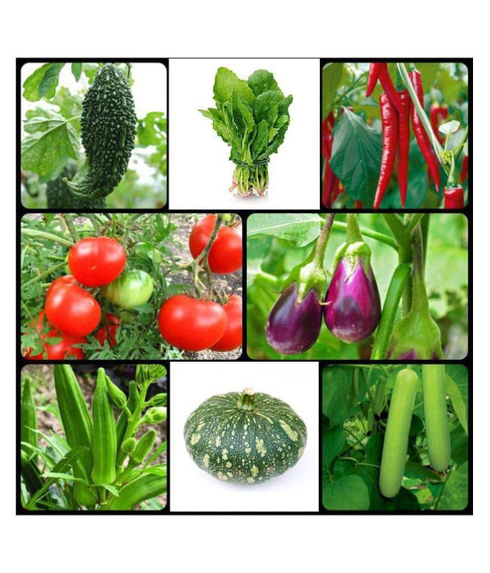 8 Variety of Vegetable Seeds combo - 70 + seed with Instruction Manual