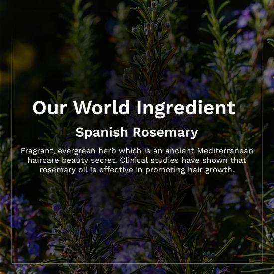 Pilgrim Spanish Rosemary Essential Oil for Hair Growth, Hair Fall Control & Hair Strengthening 10ml | Rosemary essential oil for hair growth | Reduces Hair Fall | Strengthens Hair