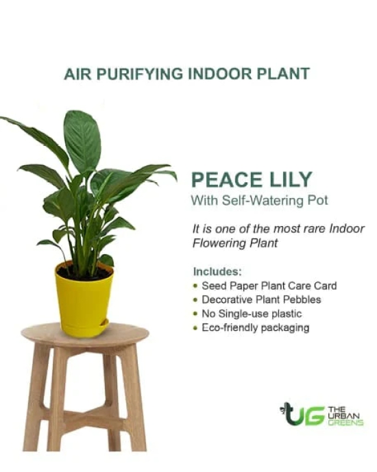 NSC Peace Lily Plant