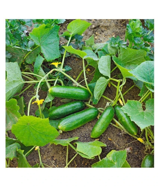 Summer Veg. Seeds - Cucumber seed ( 50 seed ) - Your Home & kitchen garden on this summer