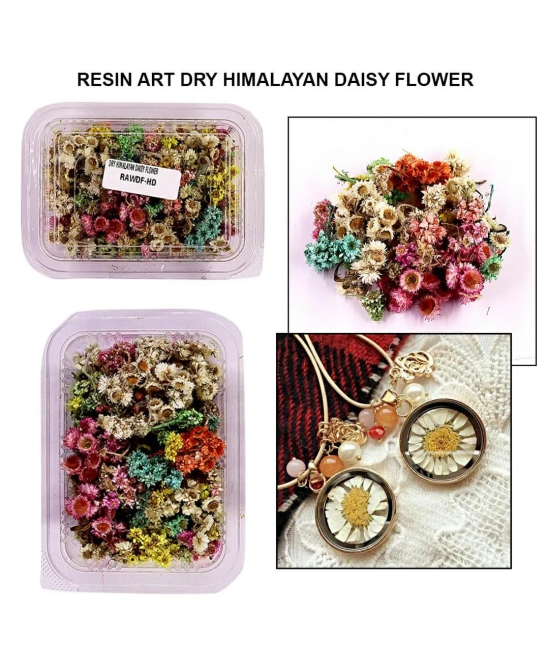 Dry Himalayan Daisy Flower Rawdf-Hd | INKARTO