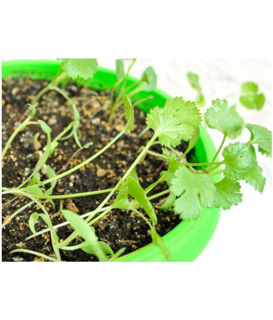 Coriander Seeds, Dhania Seeds, Organic Cilantro Seeds Pack Of 200 Seeds