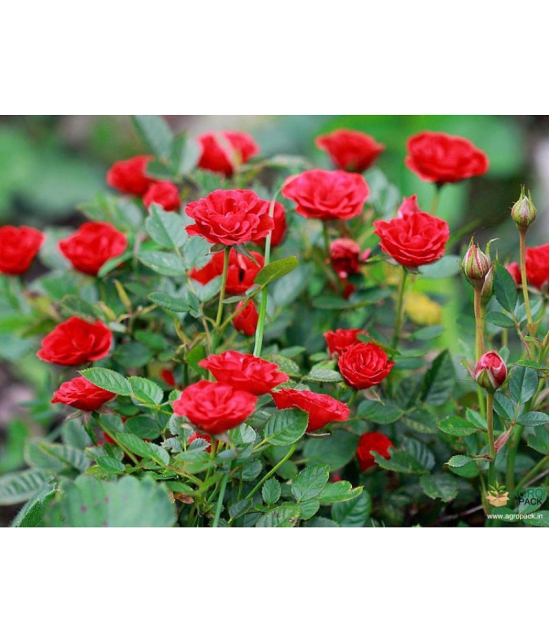 CLASSIC GREEN EARTH - Tube Rose Flower ( 25 Seeds )