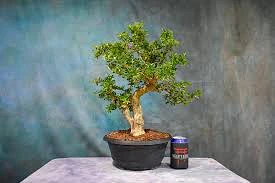 Pink Bluebell Bonsai plant