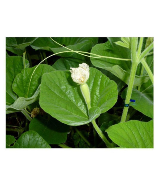 BOTTLE GOURD LONG SEEDS (PACK OF 15 SEEDS X 1 PACKET)