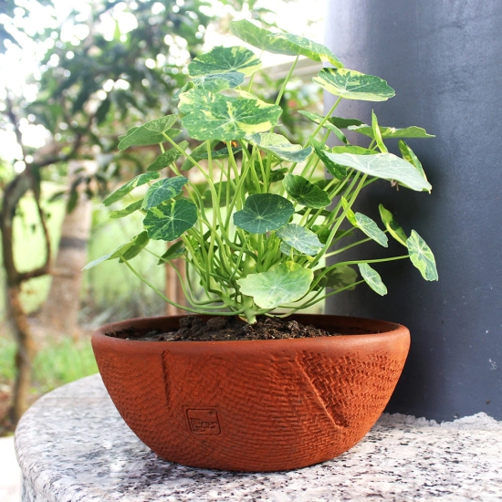 Handcrafted Terracotta Shallow Jute Textured Planters (Set of 2)