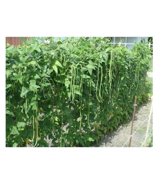 Lobia Hybrid Green Long Beans ( 25 Seeds ) - Lobia ka beej