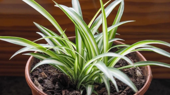 Spider Plants