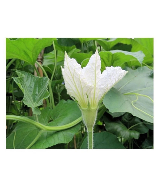 Bottle Gourd F1 Hybrid - 20 seed +soil free - Organic Seeds - For Home And Kitchen Garden | (Pack 20 Seeds) + Instruction Manual