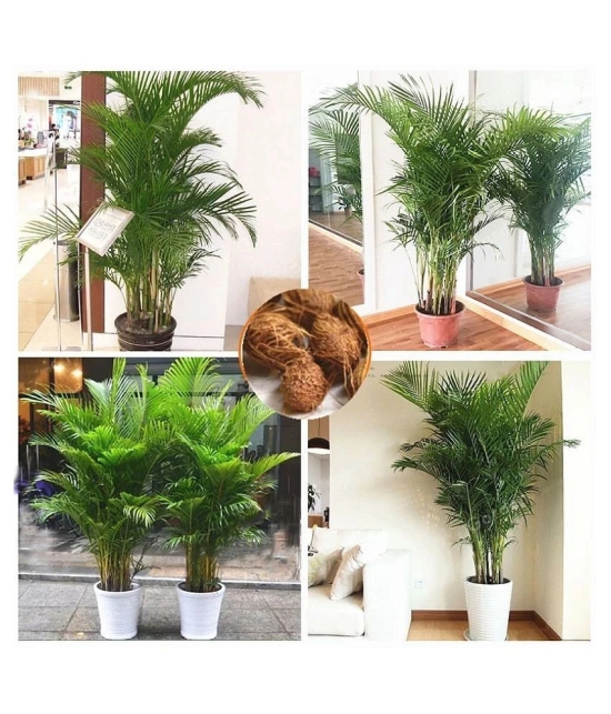 Areca palm plant seed ( 10 seed ) for home gardeing use indoor and outdoor with cocoopeat free with user manual.