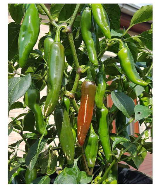 FLARE SEEDS Chilli Vegetable Plant Seeds Pack Of 100 Hybrid Seeds