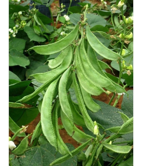 Flat grean beans pack of 30 seeds