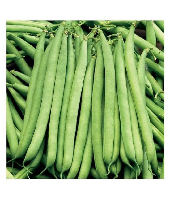 Green india vegetables frens beans hybrid ( 50 - seeds )