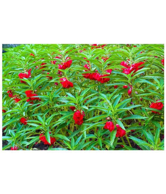 Balsam flower seeds 40 seeds