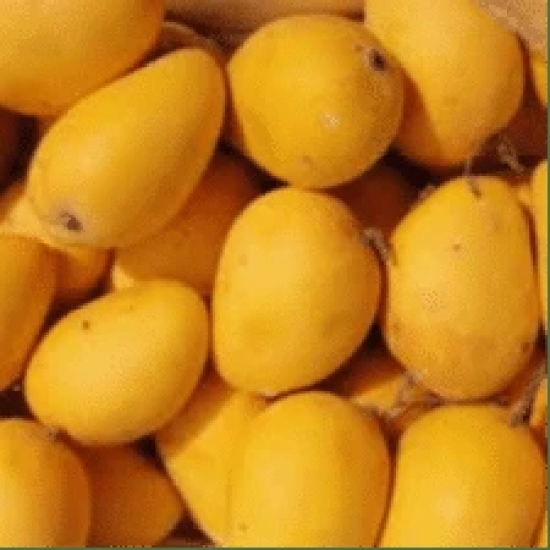 Alphonso Mango