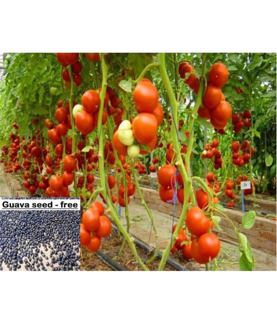 Hybrid Indian Tomato | Tamatar 100 Seeds Pack + free seeds