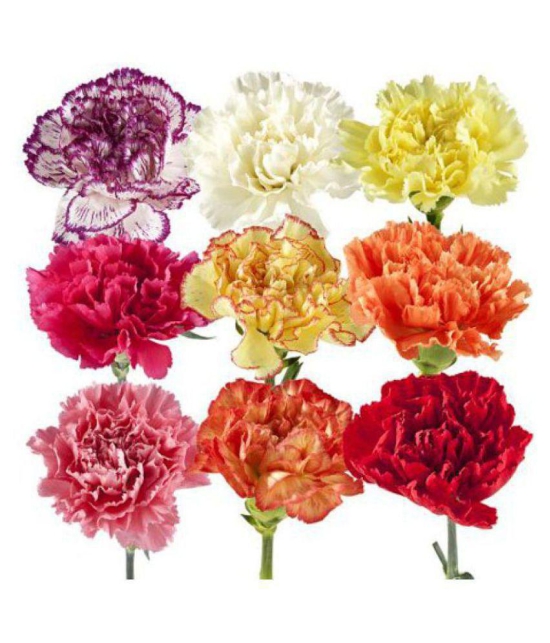 colorful carnation flowers seeds with growing soil