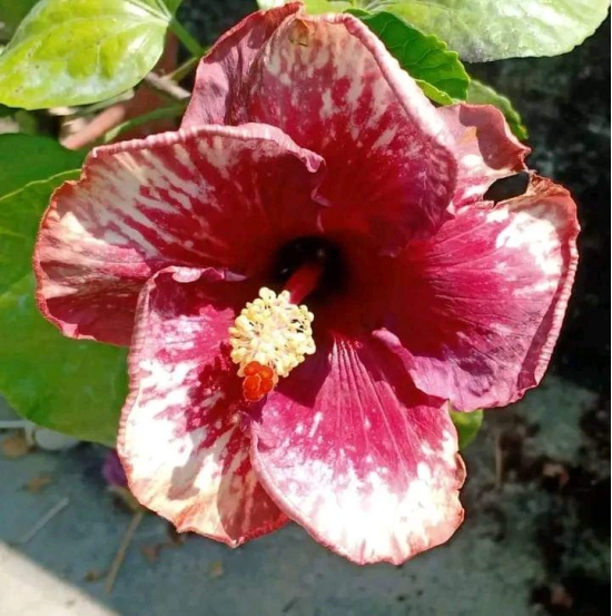 Austrelian Hibiscus Plant For Home Gardening