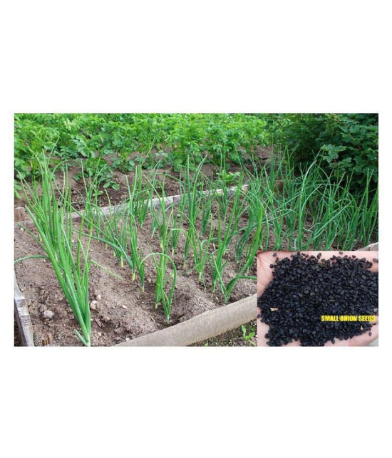 Saraswati Gardens : 250+ Seeds of Hybrid Small Onion High Yield Shallots for Sowing Growing best for Container Pot Growbag Cultures