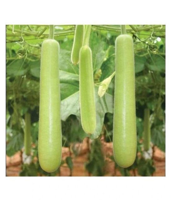 Connifer® Combo Seeds 2 vegetable (  Bitter Gourd & Bottle Gourd) High Yield Hybrid Seeds (Pack Of 20 Seeds , 10 seeds each variety)