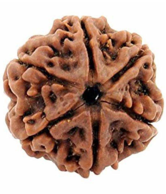 DvR ClicK - 6 Mukhi Rudraksha Bead ( Pack of 1 )