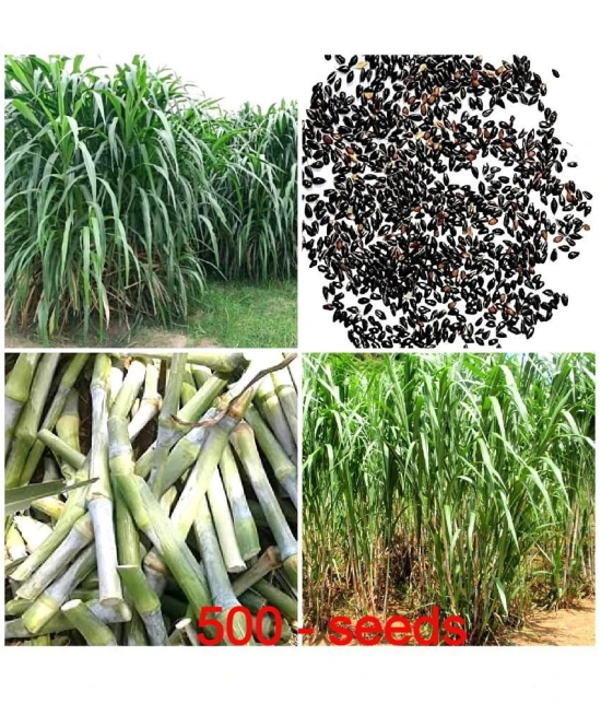 SUPER NAPIER GRASS ( PACK OF 500 SEEDS) WITH MANUAL